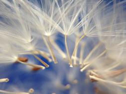 Dandelion Flower seeds macro