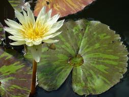 Water-Lily Water Lily Blooming