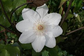 white petals, blooming flower