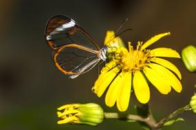 big butterfly on a yellow flower