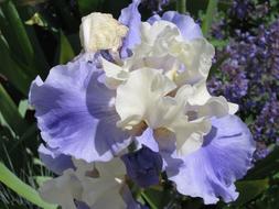 Iris Flower Bloom