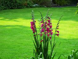 Flower Garden Red