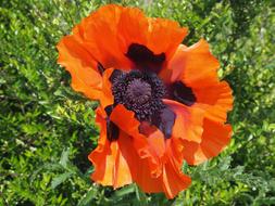 Poppy Turkish Oriental