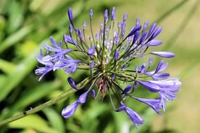 Bloom Blue closeup view