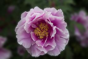 Garden Flower Blossom