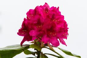 Rhododendron Bush Flowers