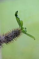Cactus Leaves Prickly Close