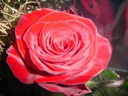 Rose Flower Red