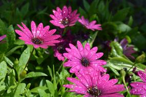 Spring wet flowers