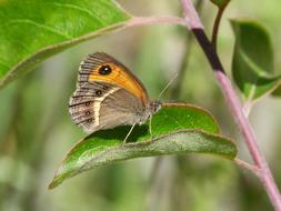 big butterfly on a branch