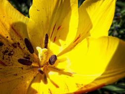 yellow tulip, pollen, close up