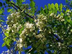Flowering Acacia Robinia