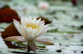 water lily in the pond