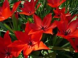 blooming Red Flowers in Garden