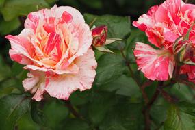 Rose Blossom Bloom