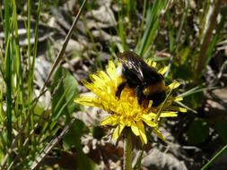 fluffy bumblebee on a flower