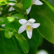 white little flower in the garden