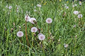 Dandelion Flower Faded