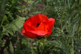 Poppy Red Flower