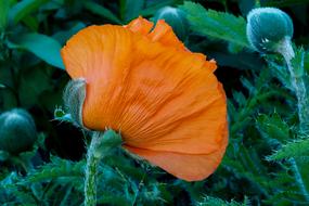 Poppy Blossom Bloom