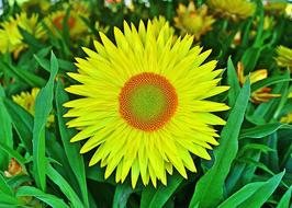 Flower Yellow Strawflower