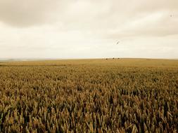 Agriculture Crops English countryside British farming
