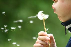 boy blows out a dandelion