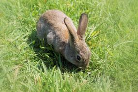 Hare Rabbit Long Eared Dwarf