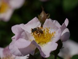 bee, pollination, rosehip