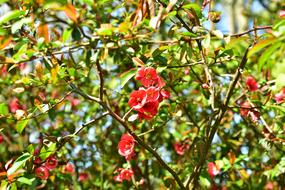 Blossom Bloom Red Flower