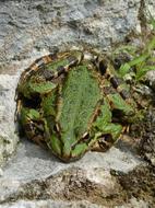 large green frog resting on a rock