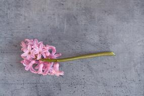 Hyacinth Flower Pink