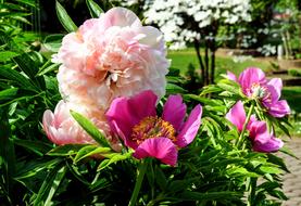 Peony Flower Blossom