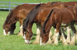 Clydesdales Horses Beautiful Reliable Strong Yearlings