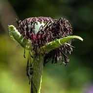 Poppy Flower
