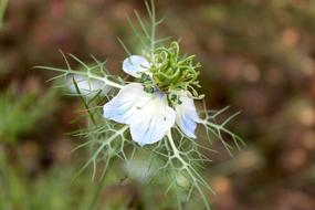 Black Cumin Blossom Bloom Genuine