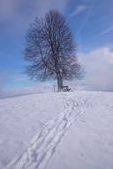 Tree Snow Winter