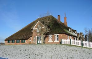 big old tree in front of the house
