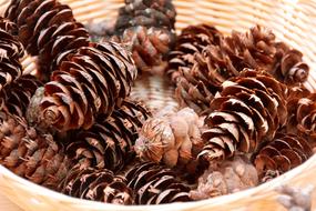 dry cones in a basket