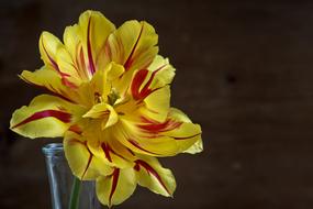 Flower Tulip Yellow Red