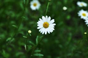 Daisy Ox-Eye Flower