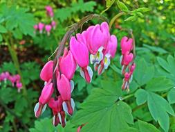Bleeding-Heart Flower Spring