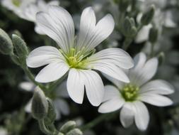 Flowers White