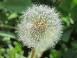 Dandelion Blowing White