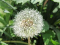 Dandelion Blowing White seeds