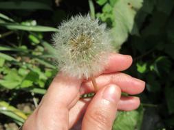 Dandelion Blowing White