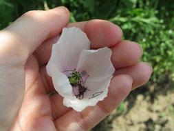 White Poppy Green Flower