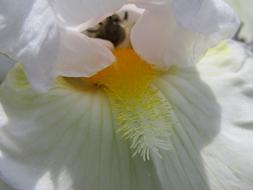 Lily Flower White