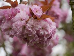 Blossom Cherry