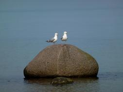 two seagulls on a large rock on the baltic sea